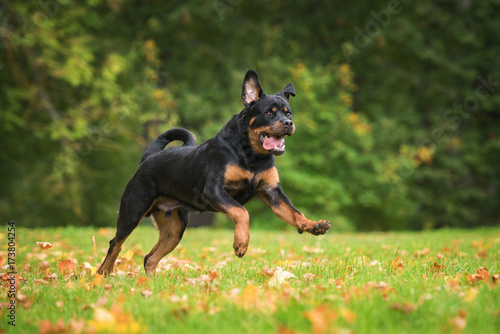 Happy rottweiler dog running in the park in autumn
