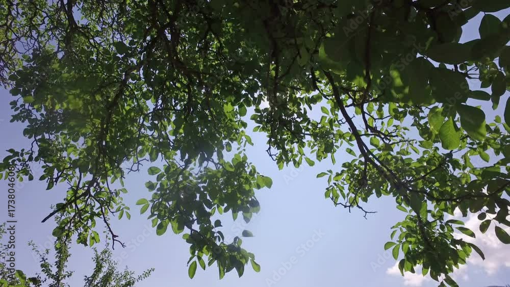 Tree branches shined with the sun Tree branches shined with the sun
