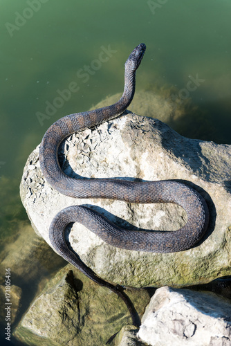 sunbathing snake on the rocks on a sunny day