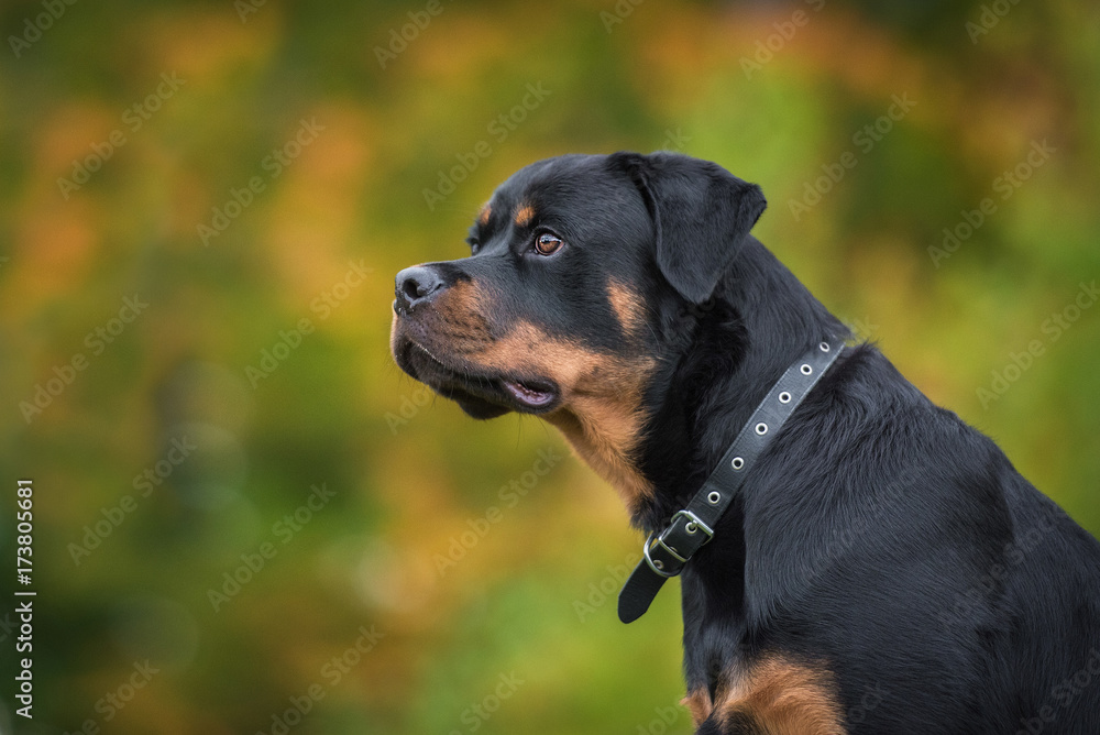 Portrait of rottweiler dog in autumn