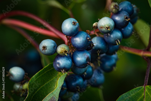 Silky Dogwood Berries