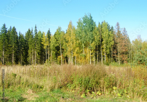 High grass and forest