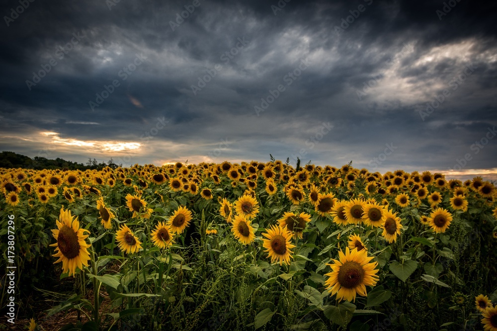 Fototapeta premium Sunflowers field 