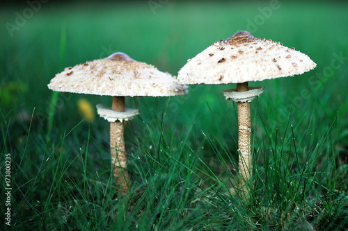 Umbrella mushroom standing in the grass.
