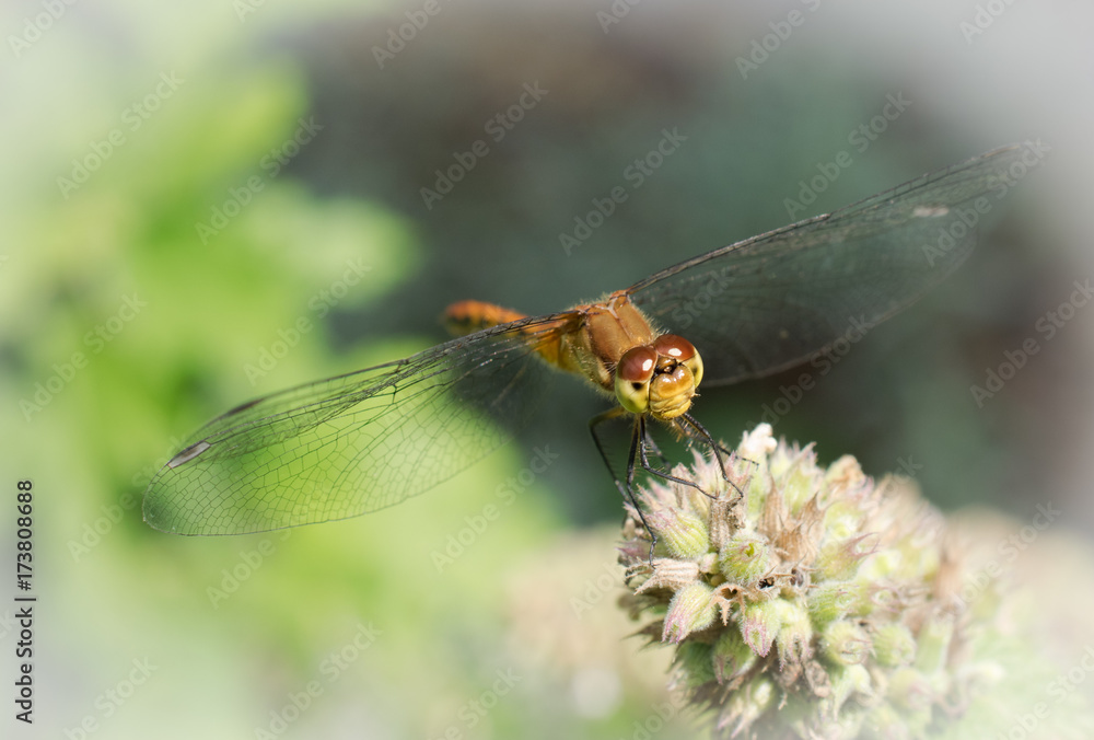 Yellow Winged Darter Yellow Winged Darter