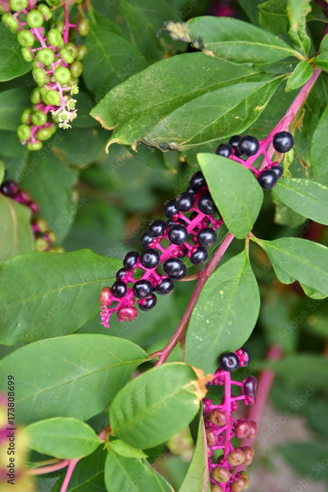 Fototapeta premium frutti di Phytolacca