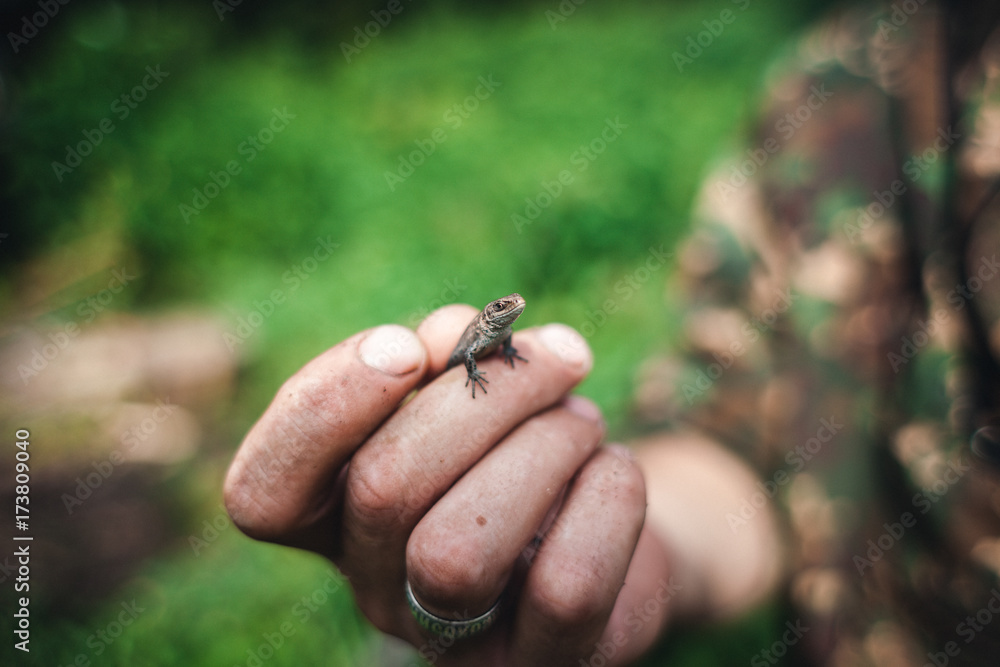 Mans hand with Viviparous lizard in the northern forest. Zootoca vivipara