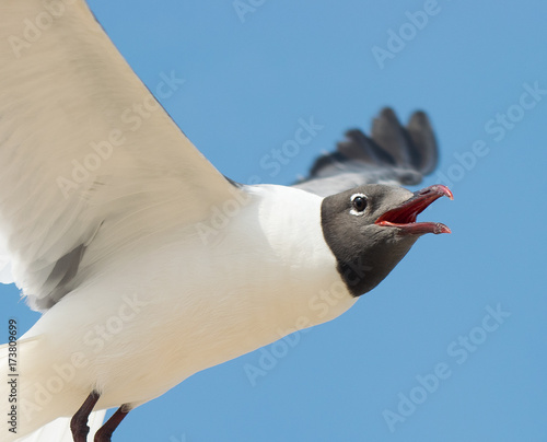 Laughing Gull2