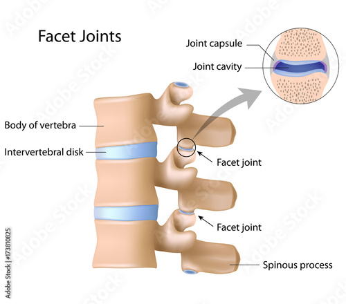Facet joints labeled