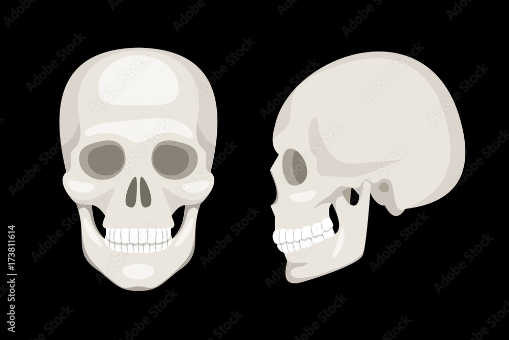 Obraz premium Set of skulls