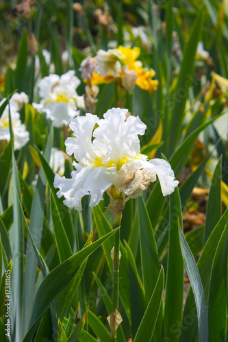 Fototapeta Naklejka Na Ścianę i Meble -  Iris Flower