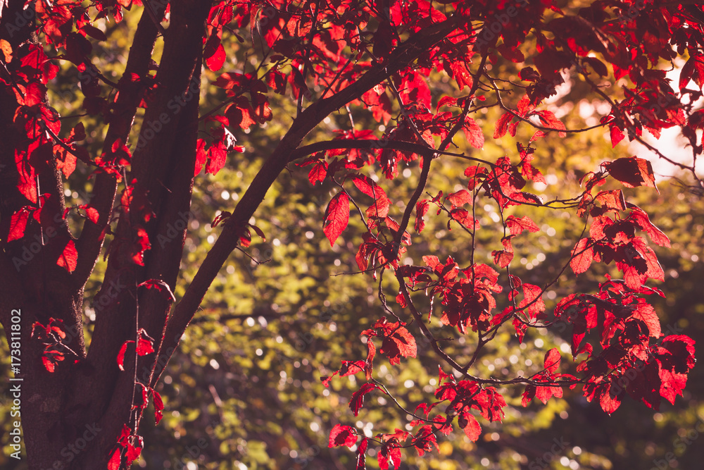 Beauty red tree in autumn forest. Beauty red tree in autumn forest.