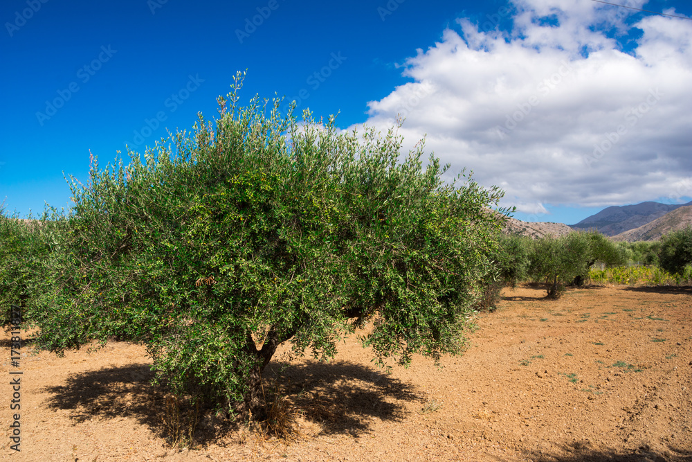 Olive field with green olives, Crete, Greece. Olive field with green olives, Crete, Greece.