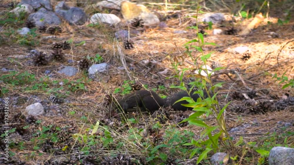 Black fur caucasus squirell funny eating seeds in autumn pine forest on background wild nature animal thematic Black fur caucasus squirell funny eating seeds in autumn pine forest on background wild nature animal thematic