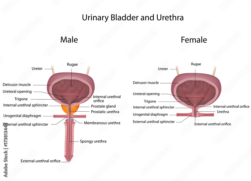 Comparing male and female urinary systems, labeled ilustración de Stock