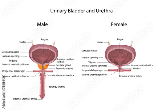 Comparing male and female urinary systems, labeled photo