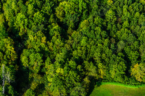 Aerial View of green forest