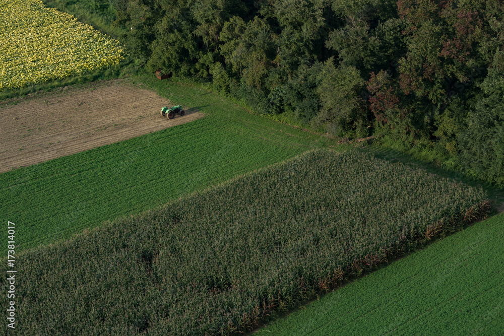 Aerial view of corn field  and alfalfa farmland   
