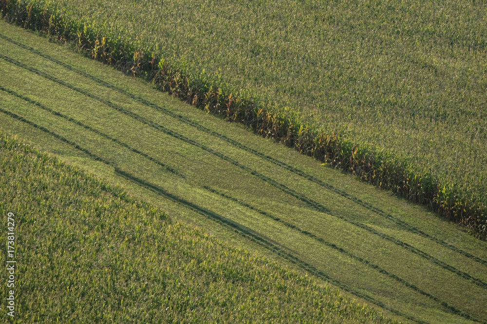 Aerial view of corn field farmland 