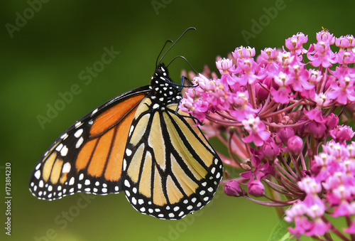 closeup Monarch butterfly on flower, Monarch butterfly on flower with blurry background, Monarch butterfly on flower in garden or in nature