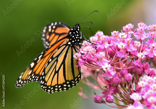 closeup Monarch butterfly on flower, Monarch butterfly on flower with blurry background, Monarch butterfly on flower in garden or in nature © Caleb Foster