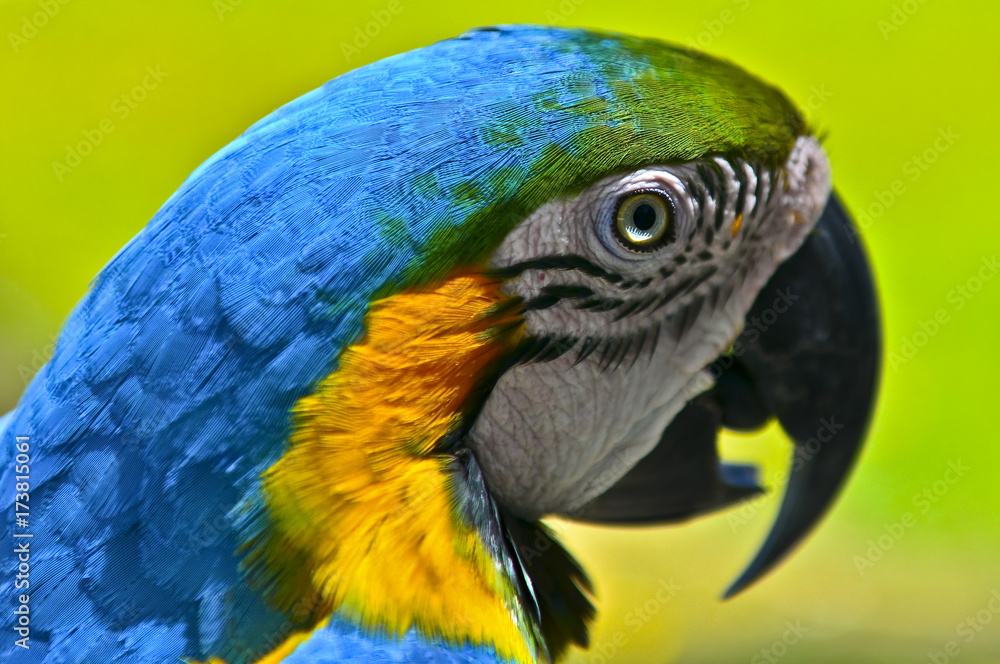 Closeup portrait of a Blue and Gold Macaw in the Amazon Jungle of Brazil Closeup portrait of a Blue and Gold Macaw in the Amazon Jungle of Brazil