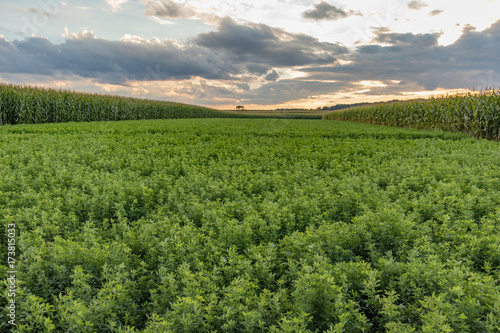 Alfalfa and corn field on a cloudy evening at sunset