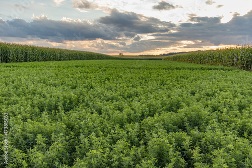 Alfalfa and corn field on a cloudy evening at sunset photo