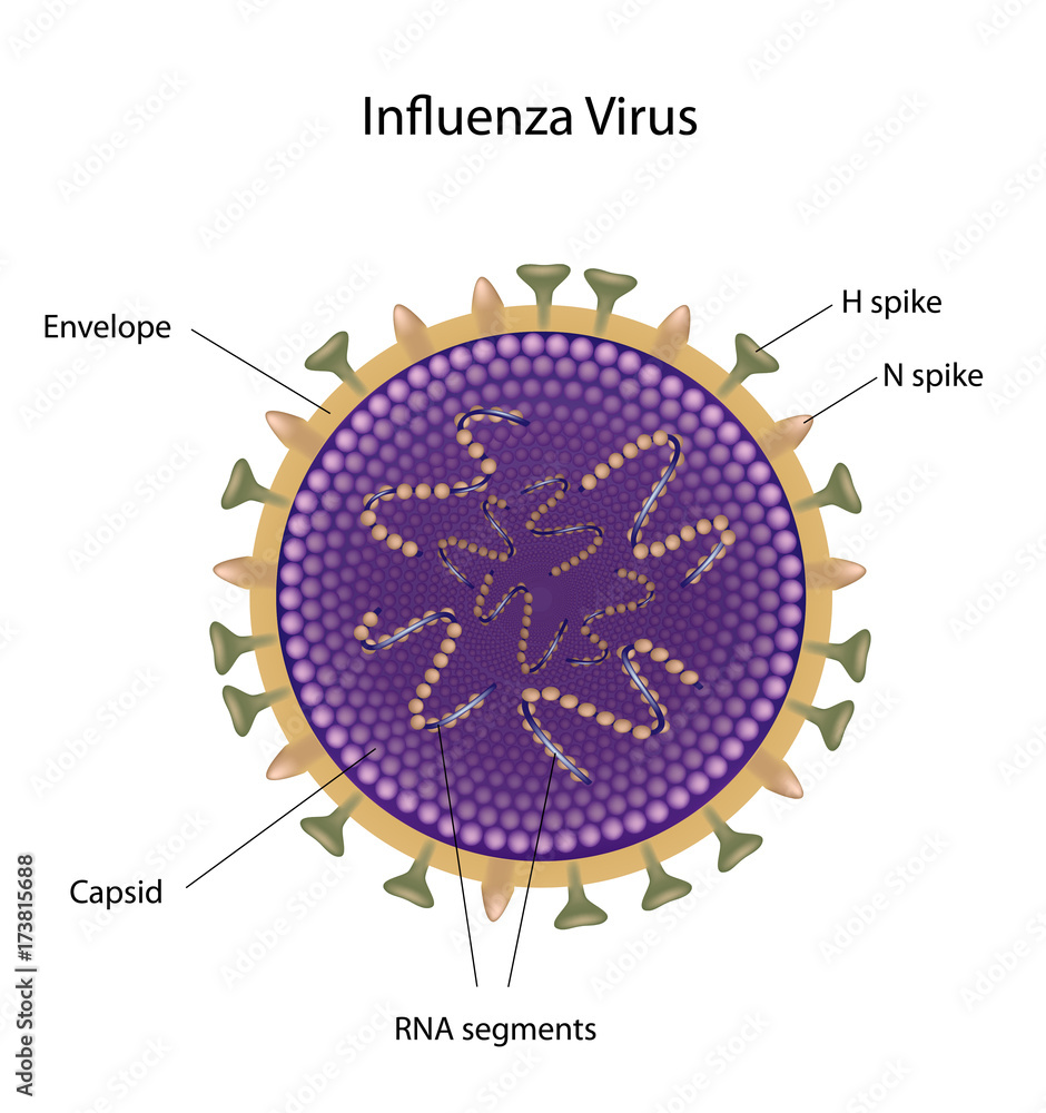 Structure Of Influenza Structural And Biochemical Basis For 
