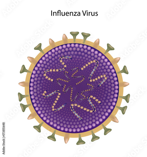 Influenza virus: bird flu and swine flu, unlabeled.  photo