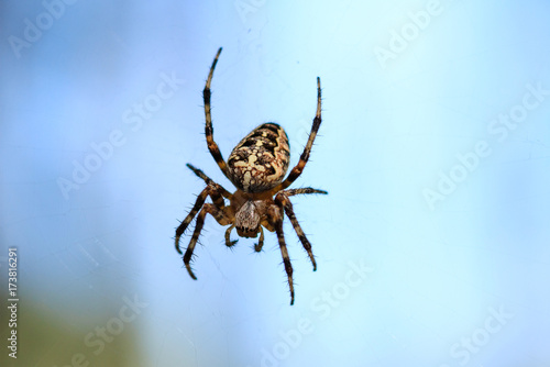 Macro photo of a spider close-up. A spider weaves a spider web. Araneus close-up sits on a cobweb. A photo of a Araneus diadematus in glitter. A forest Cross spider against the background of wildlife.