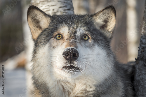 Grey Wolf (Canis lupus) Looks Startled
