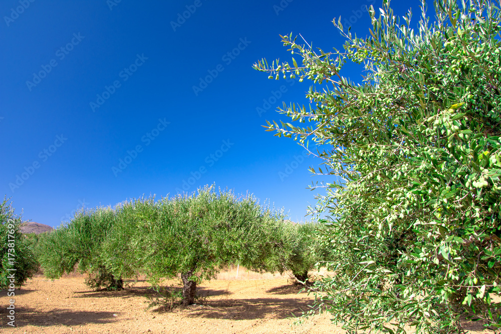 Olive field with green olives, Crete, Greece.