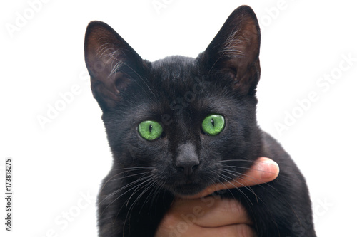 Cute young black cat.