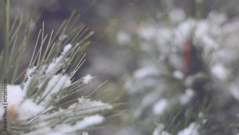 Snow falling on the green pine moving gently on the winter wind. Winter background. Snow comes in the Christmas forest / Snow in the pine forest Snow falling on the green pine moving gently on the winter wind. Winter background. Snow comes in the Christmas forest / Snow in the pine forest