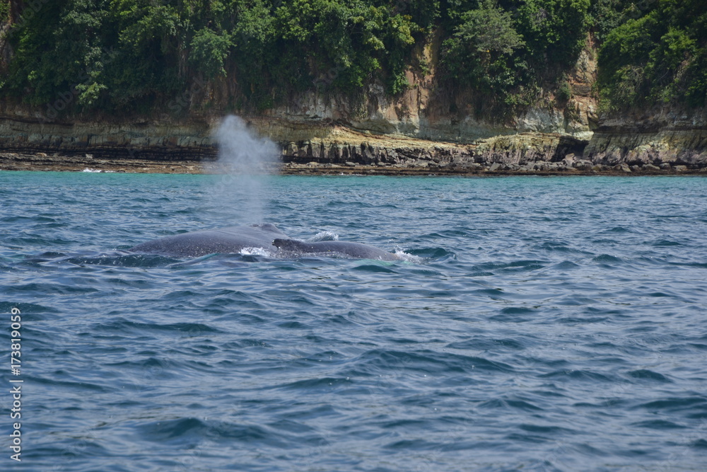 Fototapeta premium Out of the blue