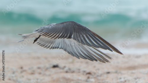 Bridled Tern, Onychoprion anaethetus, bird flying on the lagoon in French Polynesia   © Pascale Gueret