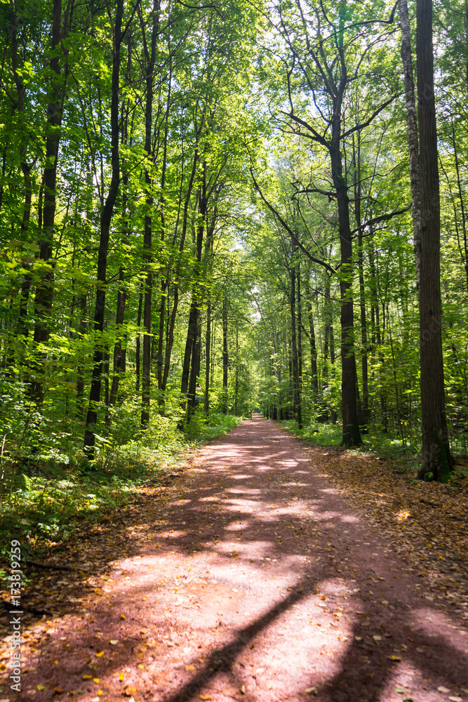 Dirt road deep in the forest. Dirt road deep in the forest.