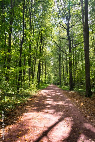 Dirt road deep in the forest.