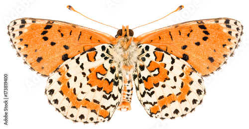 Canvas Print Close-up of the Melitaea didyma red-band fritillary beautiful butterfly isolated on white background