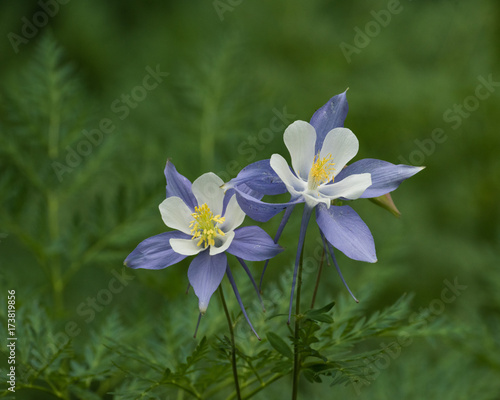 Obraz na płótnie Colorado Columbines