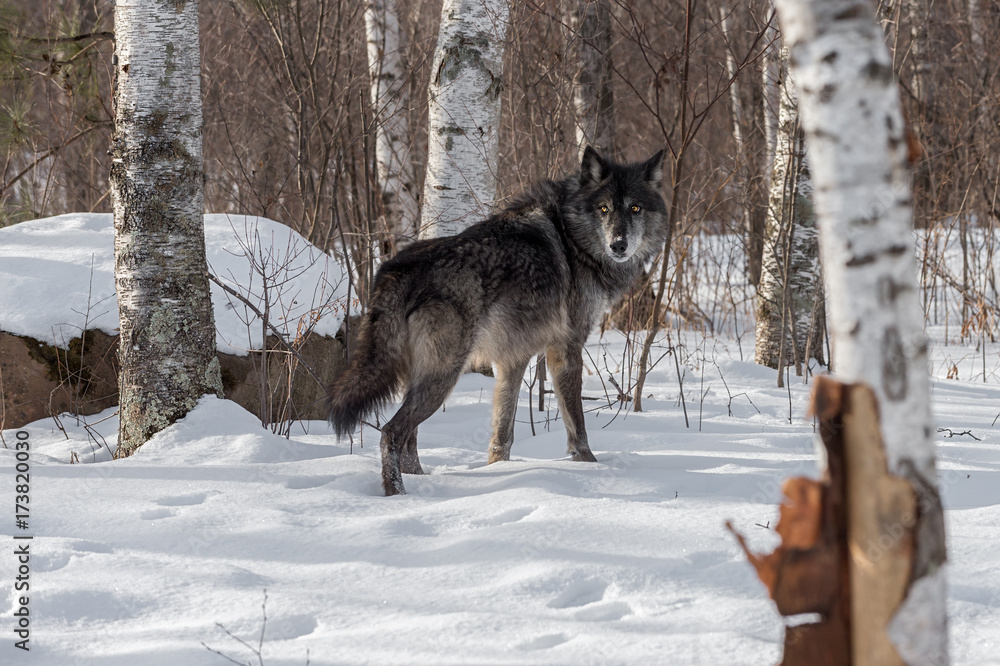 Fototapeta premium Black Phase Grey Wolf (Canis lupus) Looks Back Over Shoulder