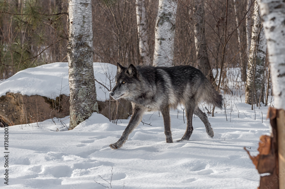 Naklejka premium Black Phase Grey Wolf (Canis lupus) Trots Left