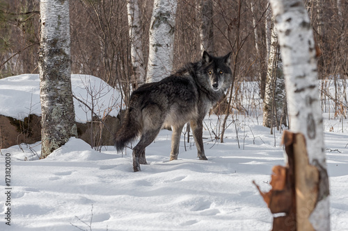 Black Phase Grey Wolf  Canis lupus  Looks Back Over Shoulder