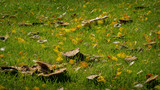 Fall mushroom/fungi background