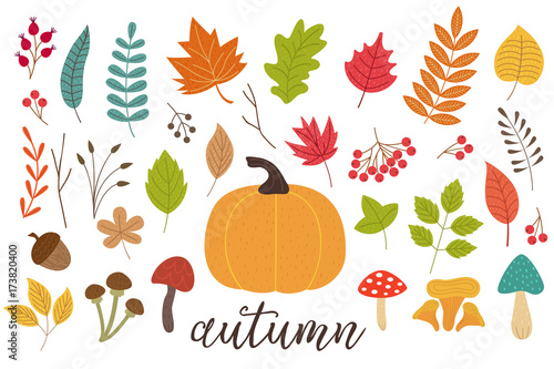 set of isolated autumn plants - vector illustration, eps
