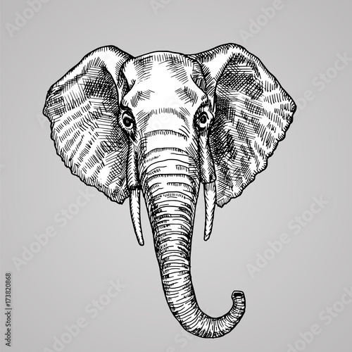 Black and white engraving style. A beautiful Indian animal in the sketch style. Vector illustration. photo