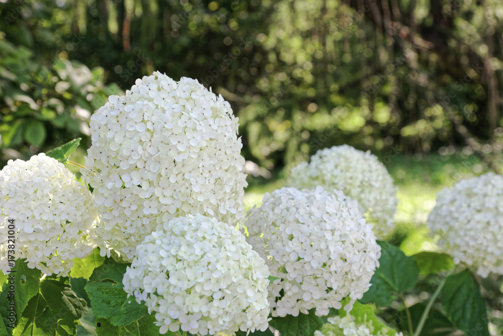 Close up of white hydrangea flowers. Romantic floral background Close up of white hydrangea flowers. Romantic floral background