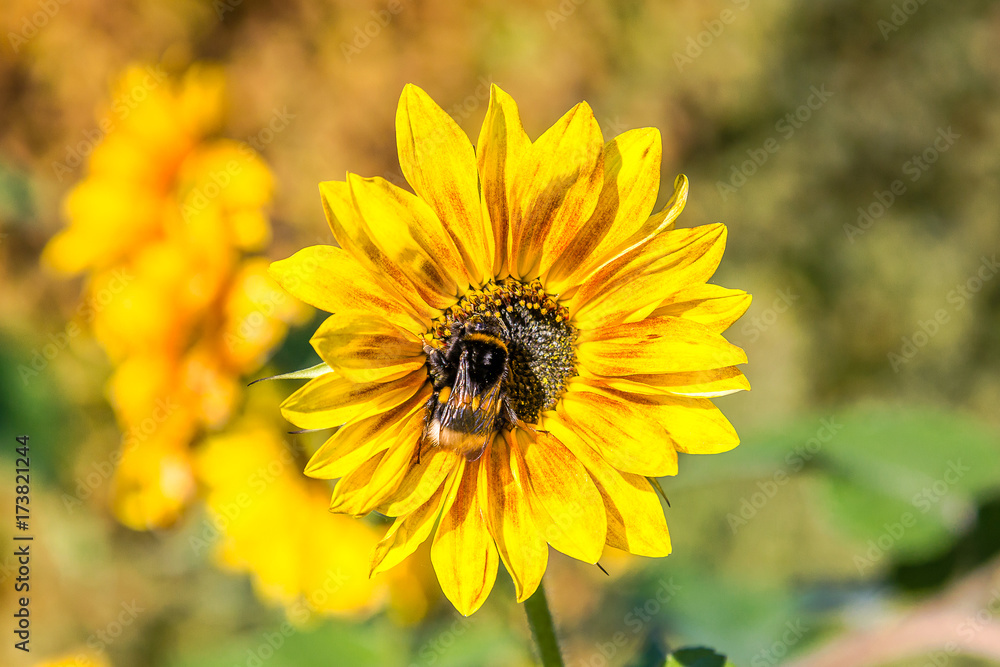 Close up of a yellow gazania flower from the daisy family, Asteraceae.The bumblebee sits in the center of a flower.Copy space Close up of a yellow gazania flower from the daisy family, Asteraceae.The bumblebee sits in the center of a flower.Copy space