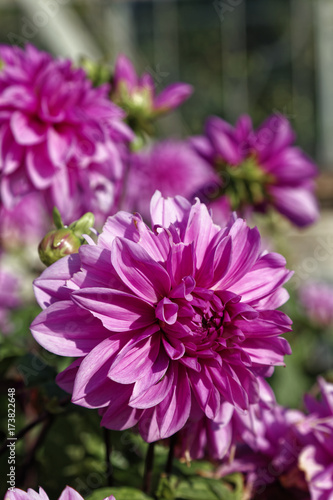 Close up of pink dahlia flower. Shallow depth of field